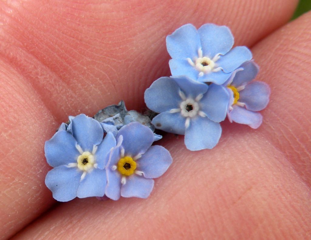 Myosotis alpestris / Nontiscordardim alpino